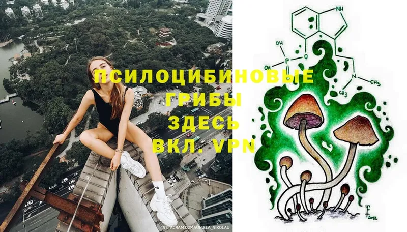 цены   ссылка на мегу как зайти  Галлюциногенные грибы MAGIC MUSHROOMS  Злынка 